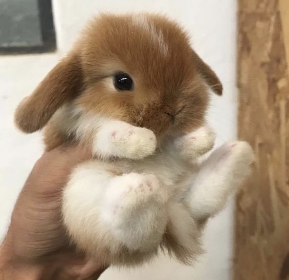 are you sure this is a cat?????